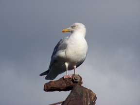 Herring Gull at Charlestown Cornwall