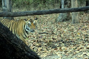 Tiger at Panna