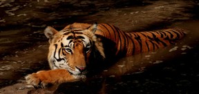 Panthera Tigris Tigris 