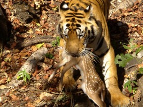 Tiger With Kill - Kamaljeet