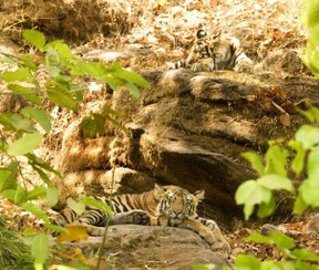 Tiger Cubs - Kamaljeet Hora