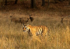 Tiger in Grass - Kamaljeet Hora