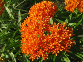 Butterfly weed