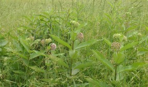 common milkweed plant