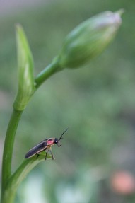Firefly on piece of grass