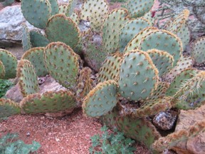 Prickly pear cactus with spines