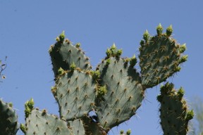 prickly pear cactus plant