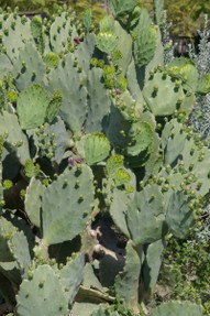 Grouping of prickly pear cacti