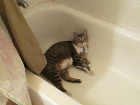 Tabby Cat in the Bath Tub