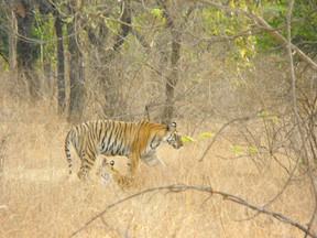 Tigress with cubs