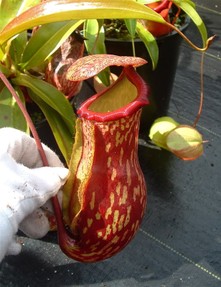 The Tropical Pitcher Plant is busy being majestic in a creepy way.