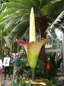 The so called Corpse Flower reminds nothing of a corpse, unless you are there to smell it.