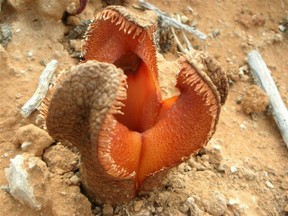 Hydnora Africana is ugly on both the inside and outside.