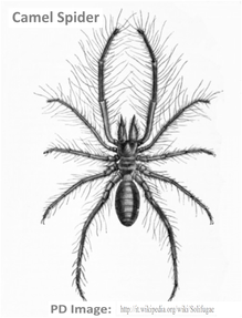 Drawing of a Camel Spider