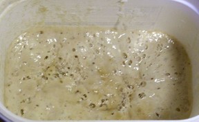 sourdough starter fermenting