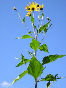 sunchoke plant in bloom