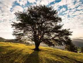 tree on a hill nature photo