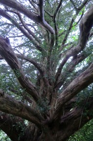 Image: Yew in St Tydecho's Churchyard at Cemaes