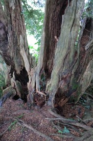 Image: St Tydecho Churchyard Yew Tree