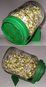 sprouting mung beans in a jar