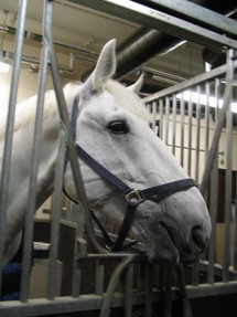 One of the police horses housed in London