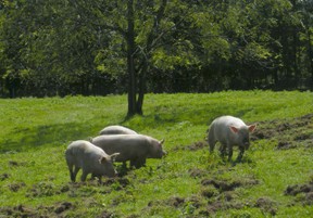 pigs in a pasture