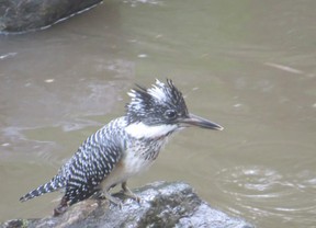 Crested Kingfisher 