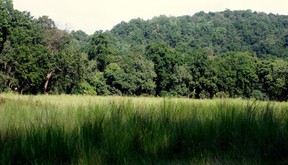Meadows at Bandhavgarh