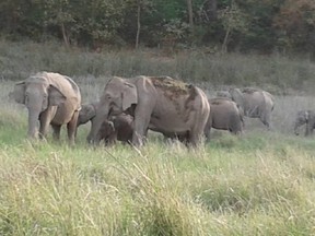 Indian Wild Elephants