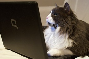 Cat On Laptop