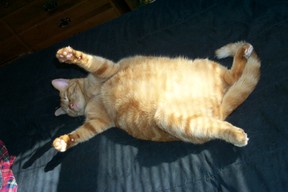 Big Fat Cat by Tripp, Flickr.com, CC BY 2.0, No Changes        