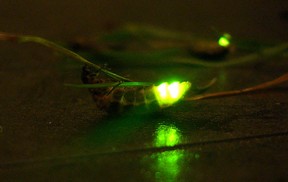 Glow Worm- Lampyris Noctiluca