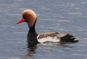 Red-crested Pochard