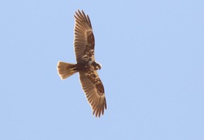 Western Masrh Harrier