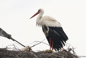 White Stork