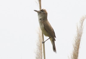 Clamorous Reed Warbler
