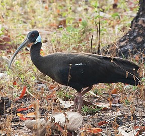 Whie-shouldered Ibis