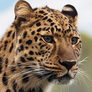 Leopard Facts for Kids