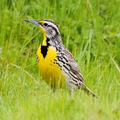 MeadowLark