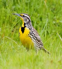 MeadowLark